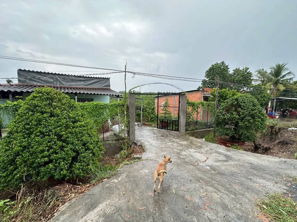 Bán gấp nhà vườn Thạnh Hòa Bến Lức 1000m² - Đất ở quy hoạch, giá chỉ 1.7 tỷ!