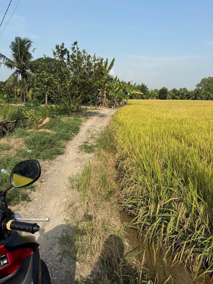 Đất lúa 6.377m² xã Lạc Tấn, Long An giá 637.7 triệu - Đầu tư sinh lời ngay!