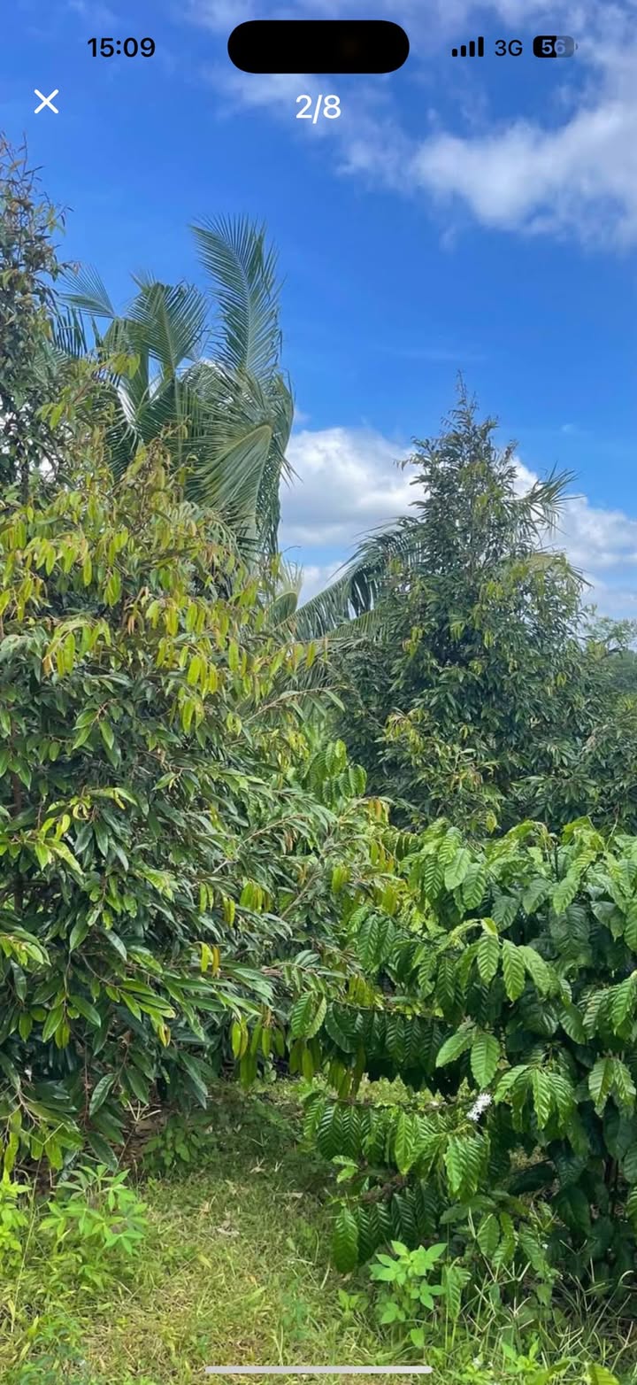 Đất nền Quảng Hiệp 5000m² giá 1.5 tỷ - Sổ hồng chính chủ, đầu tư sinh lời!