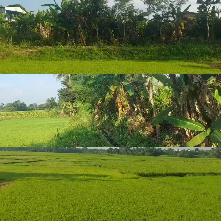 Đất nền Hòa An Krông Pắc 1125m² giá 1.7 tỷ - View ruộng thoáng mát!