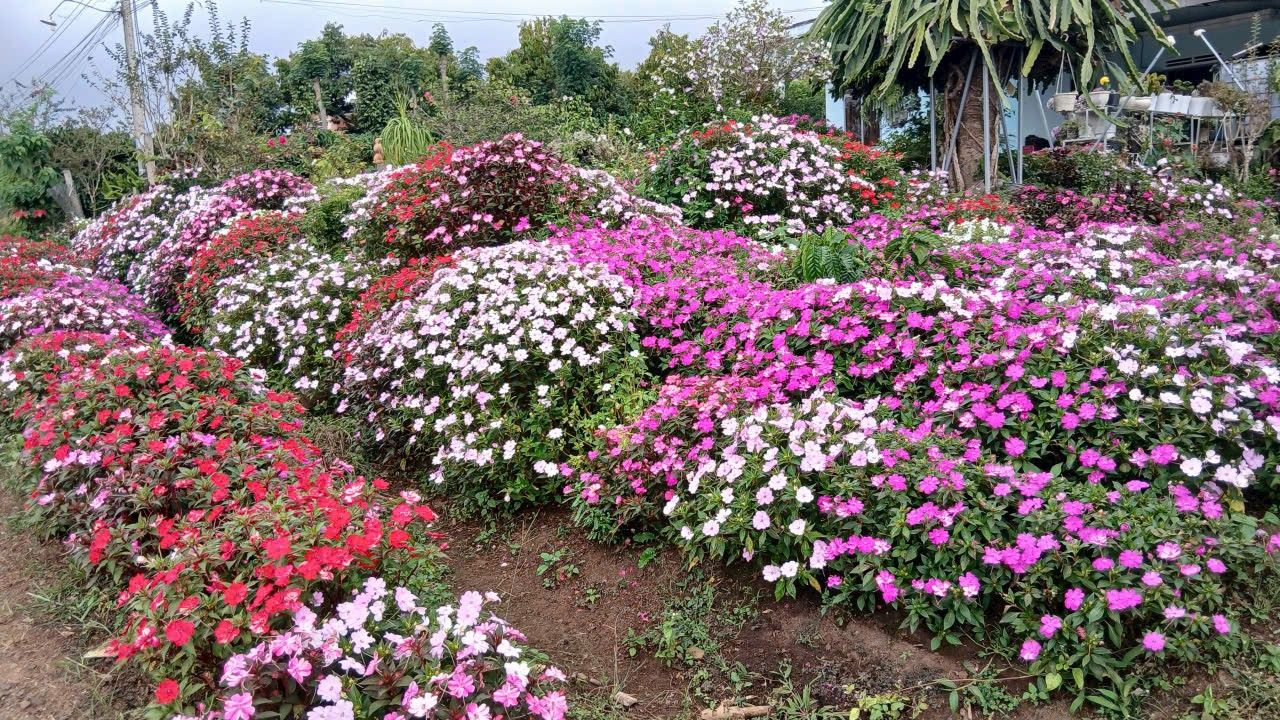 Nhà cho thuê Lộc Thành, Bảo Lâm - Giá chỉ 3 triệu/tháng - Không gian thoáng đãng, sân vườn rộng rãi!