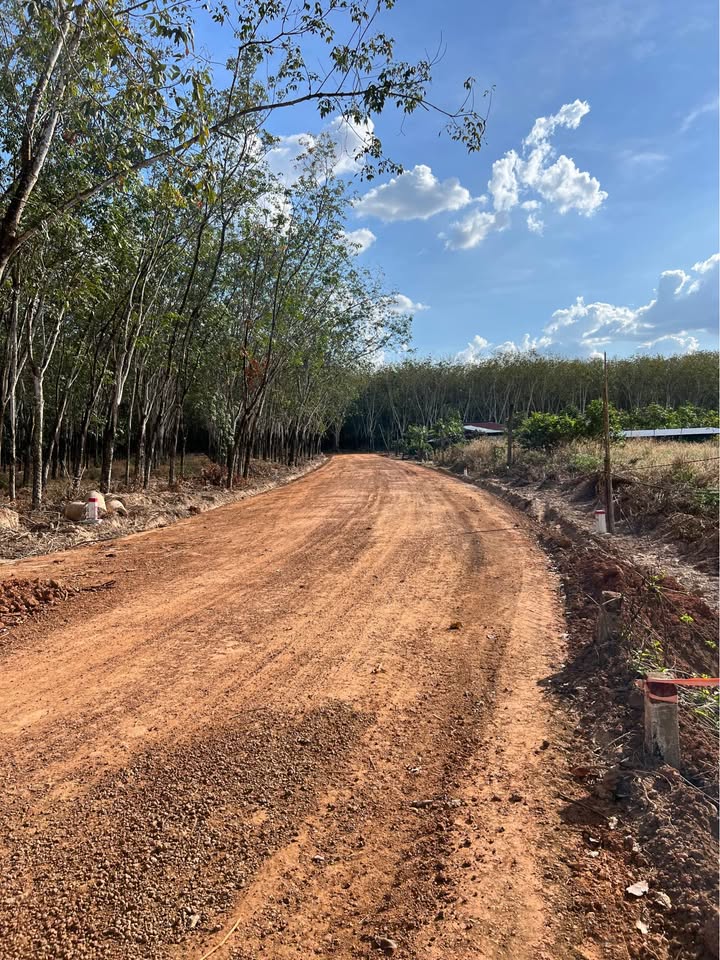 Đất nền Long Tân Dầu Tiếng 3600m² giá 1 tỷ - Cơ hội đầu tư hiếm có!