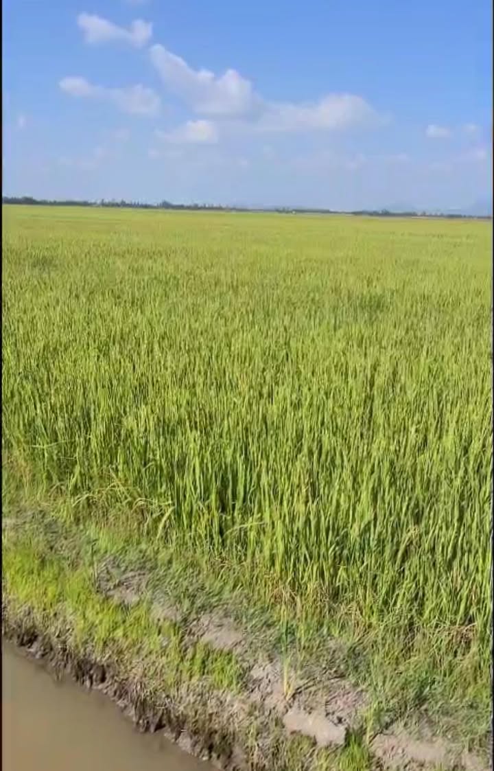 Đất nông nghiệp 35 công tại ấp T4, xã Vĩnh Phú, giá 4.235 tỷ - Đầu tư sinh lời cao!