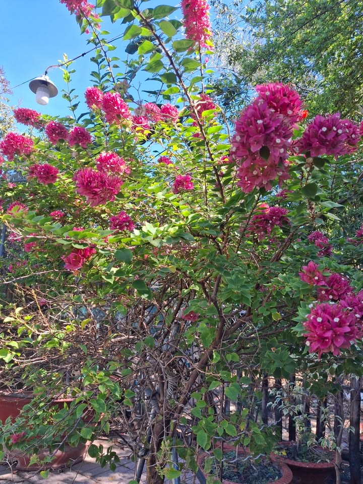 Đất nền Hòa Thành Tây Ninh 200m² - Giá tốt cần bán gấp!