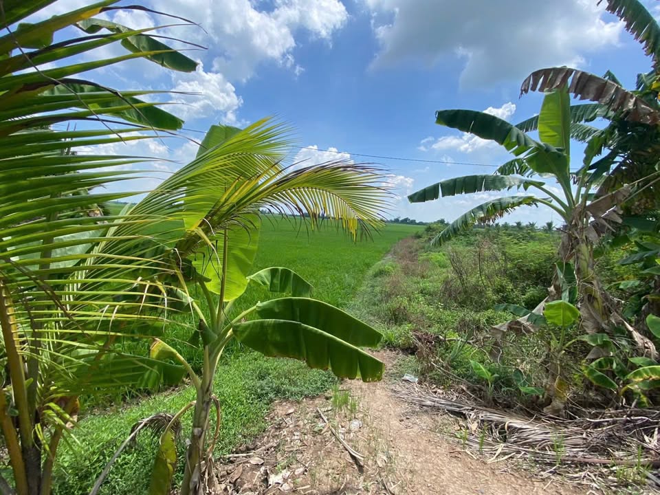 Đất ruộng Bình Tấn, Thanh Bình, Đồng Tháp 20.000m² - Giá chỉ 500 triệu!