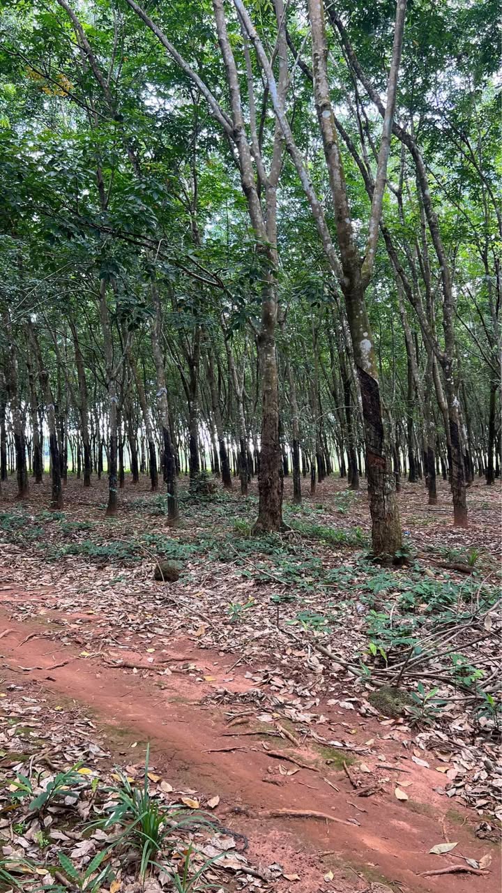 Đất nền Lộc Thành Lộc Ninh 3ha giá 1.6 tỷ - Tiềm năng phát triển lớn!