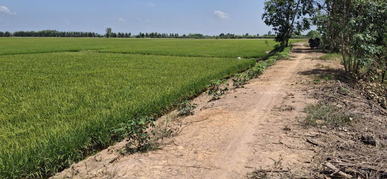 Đất nền Mộc Hóa Long An 6372m² giá 4.8 tỷ - Cần bán gấp chính chủ!