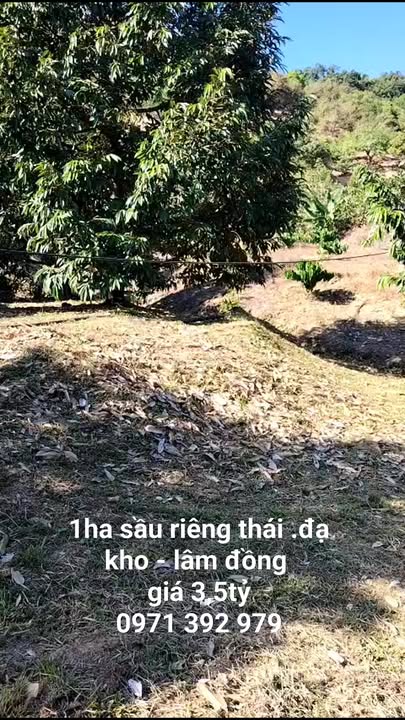 Farm 1ha Đạ Kho, Lâm Đồng giá 3.5 tỷ - Đầu tư sinh lời với sầu riêng Thái