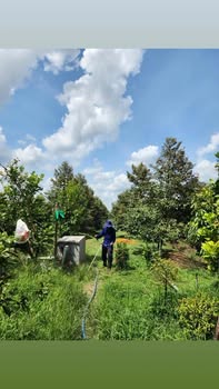 Đất farm Tân Nhuận Đông 2300m² giá 1.5 tỷ - Đang thu hoạch sầu riêng!