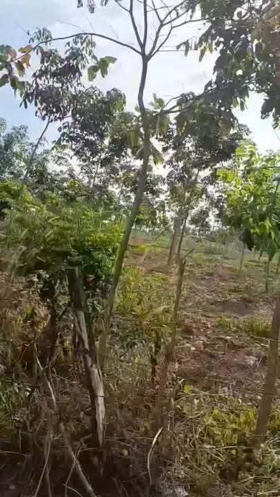 Đất farm 8,4ha An Phú, Hớn Quản, Bình Phước - Giá chỉ 1,6 tỷ/ha!