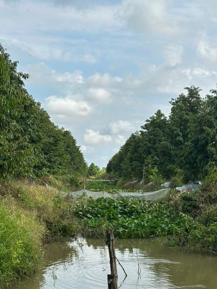 Farm 200m² tại Thanh Mỹ, Đồng Tháp - Cho thuê 1.6 tỷ/năm, thuận tiện khai thác!