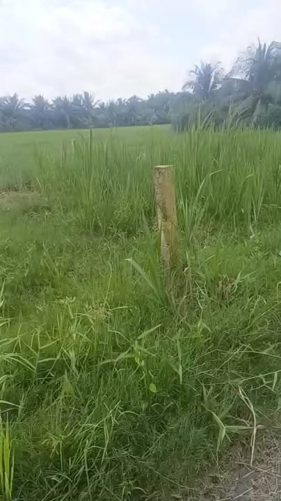 4 Nền Đất Gò Công Tây 152m²-177m² giá từ 270 triệu - View kênh thoáng mát