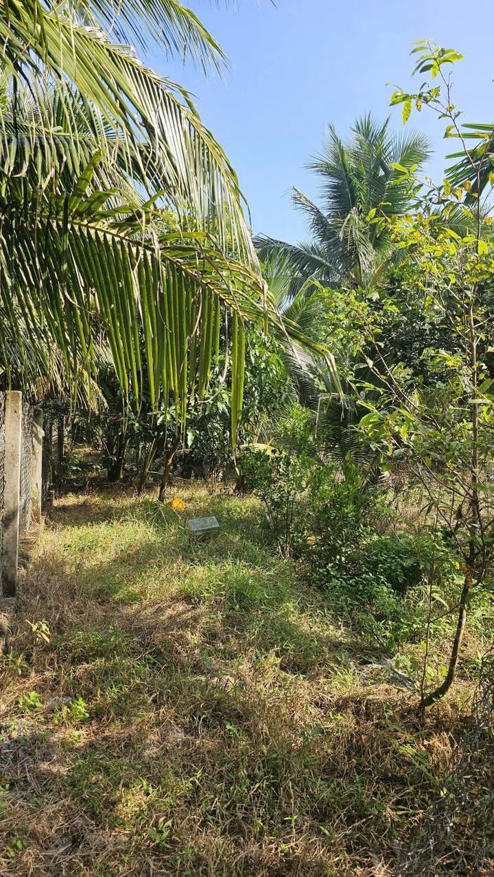 Đất Hữu Định Châu Thành 185m² giá 600 triệu - Cơ hội đầu tư tuyệt vời!