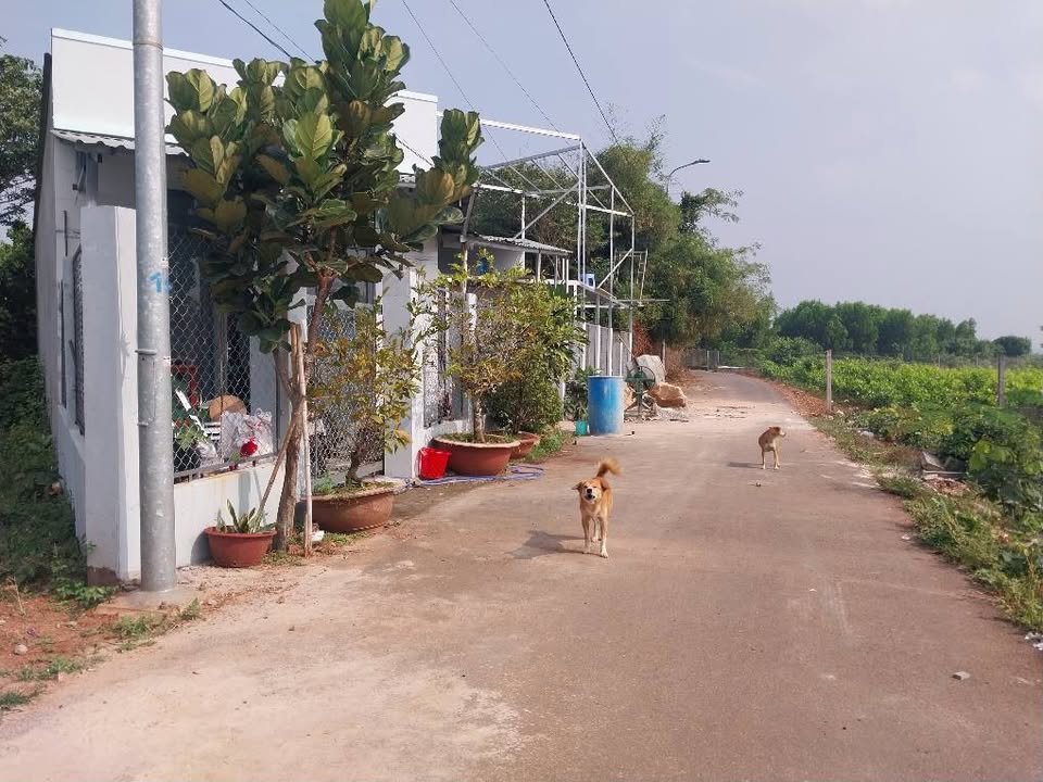 Đất biệt thự, nhà vườn Long Phước Bà Rịa 280m² giá 1.6 tỷ - Cơ hội vàng cho nhà đầu tư!