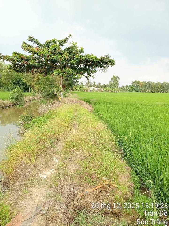Đất ruộng Trần Đề Sóc Trăng 30.000m² giá 360 triệu - Mặt tiền kênh rộng rãi!