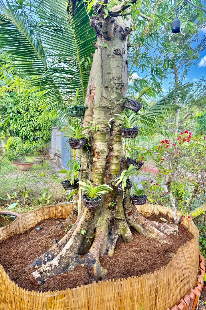 Đất nền Dầu Tiếng 1300m² giá 700 triệu - Mặt tiền đường xe hơi rộng rãi!