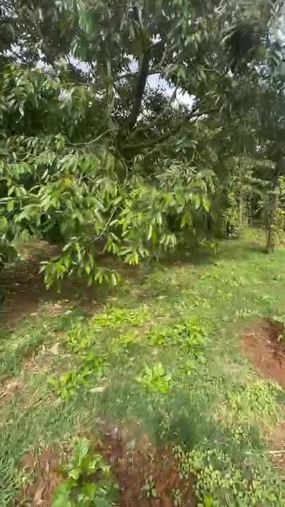 Đất sào Ea Tu Buôn Ma Thuột 2200m² - Sẵn 400m² thổ cư, giá thỏa thuận!