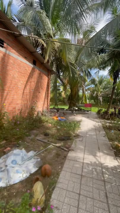 Đất trồng dừa 5320m² tại TT Châu Thành, Tây Ninh - Giá chỉ 4 tỷ!