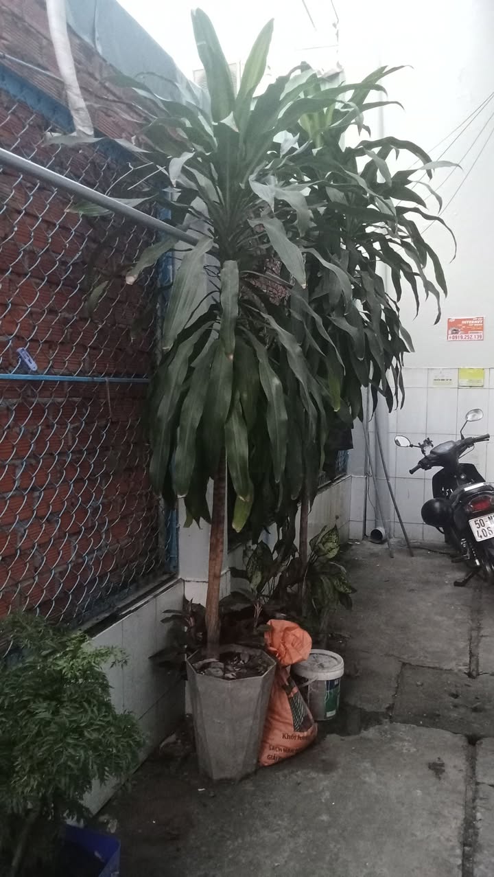 Nhà cấp 4 mặt tiền đường Cao Văn Lầu, Bạc Liêu 98.2m² - Kinh doanh sầm uất!