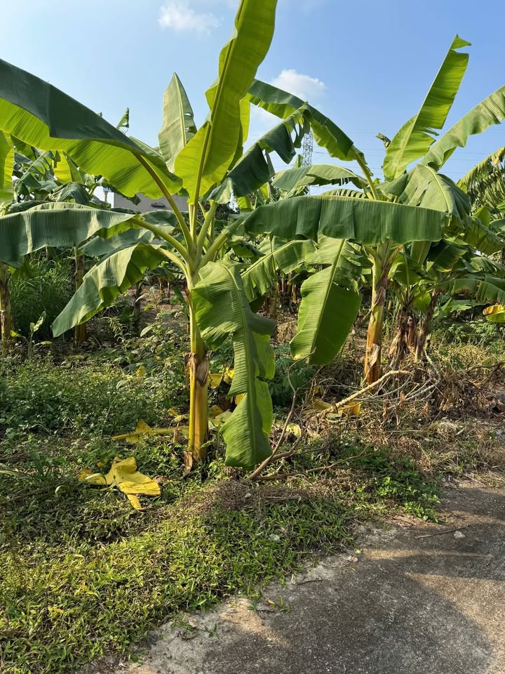 Đất nền Tân Dĩnh Bắc Giang 136m² giá 5 tỷ - Đường ô tô vào tận nơi!