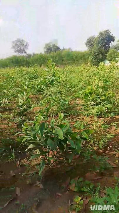 Đất nông nghiệp Giang Điền 497m² giá 3 tỷ - Sổ hồng riêng, hướng ra QL1A!