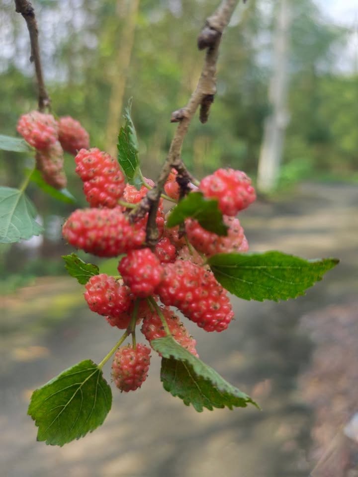 Đất rừng sản xuất 5 sào tại Bình Tân Phú, Bình Sơn - Giá chỉ 130 triệu!