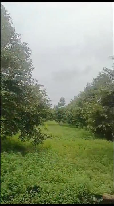 Farm Phú Tân, Định Quán 11.463m² giá 4.6 tỷ - Đất vườn sổ hồng chính chủ!