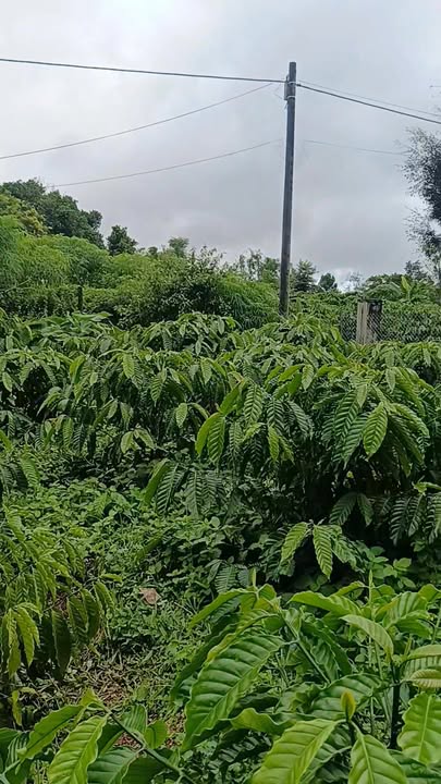 Đất nông nghiệp 2250m² tại xã Ia Băng, Đăk Đoa - Cơ hội đầu tư hấp dẫn!