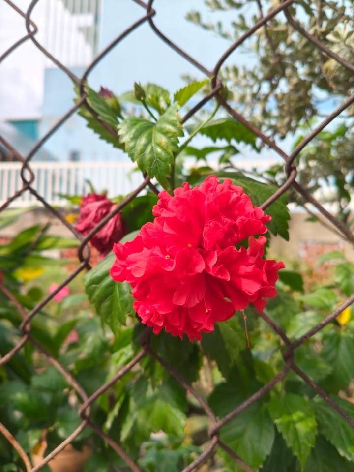 Đất nền Phước Thạnh, Mỹ Tho 500m² - Đường ô tô tới nơi!