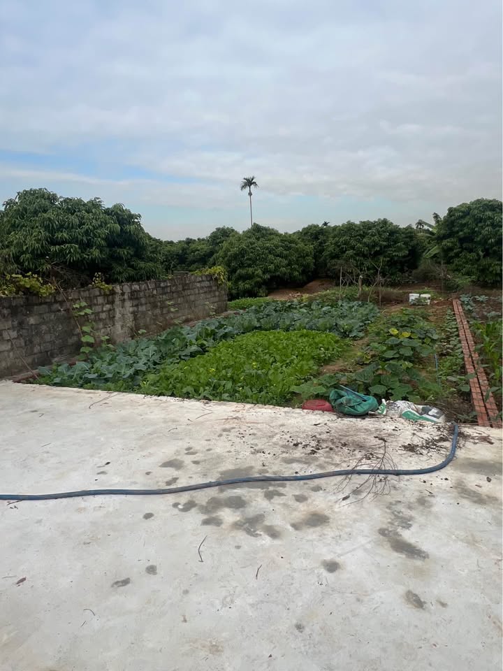 Đất nền Thanh Lang, Thanh Hà 100m² giá chỉ 500 triệu - Cơ hội đầu tư tuyệt vời!