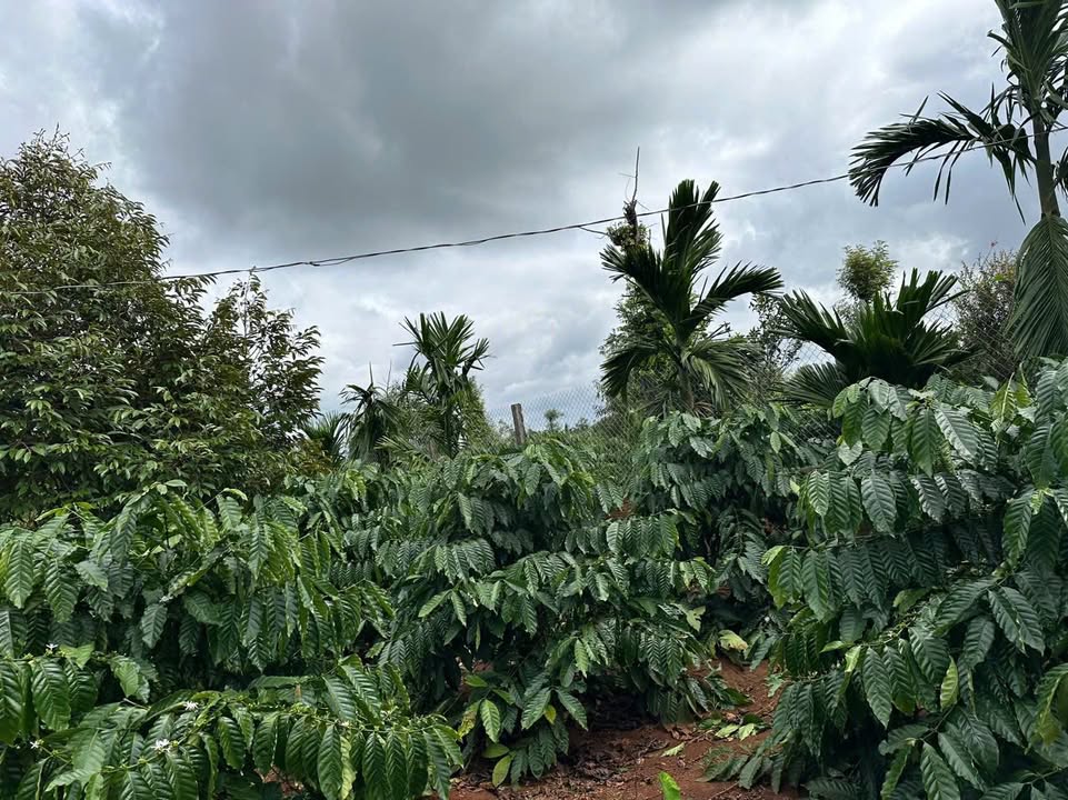 Đất vườn Hòa Tiến Krông Pắc 2200m² giá 2.6 tỷ - Đầu tư nông nghiệp sinh lời!