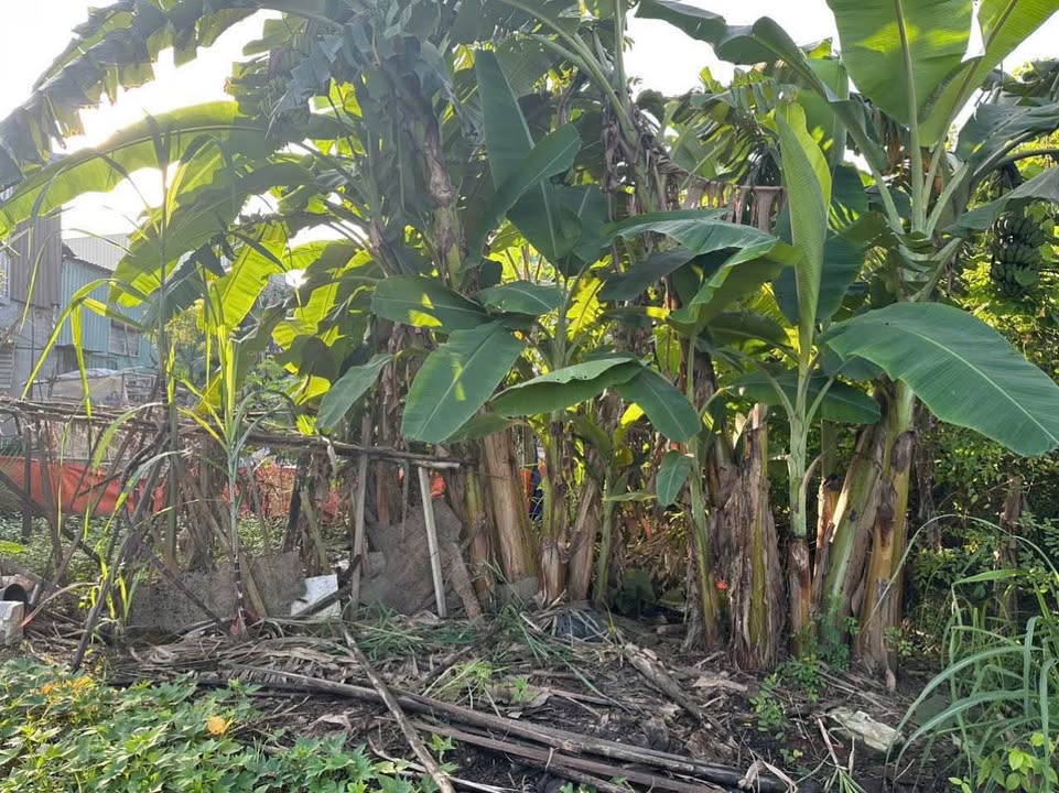 Đất thổ cư hẻm 44 đường số 8, phường Trường Thạnh, quận 9 - Diện tích 700m² giá chỉ 4.5 tỷ!