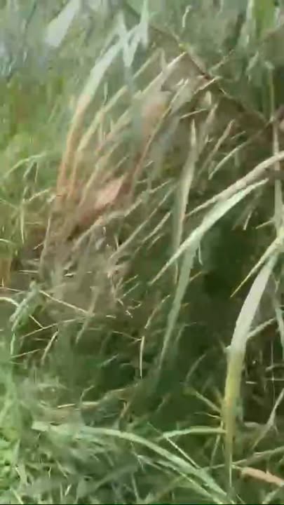 Đất nền Thuận An 600m² giá 870 triệu - Sổ đỏ chính chủ, ôm ao hồ