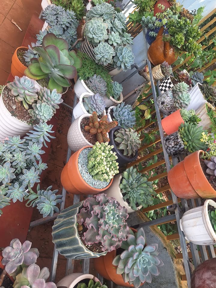 Đất nền Đức Mạnh, Đắk Mil 20m² giá 59 triệu - Đầu tư sinh lời ngay!