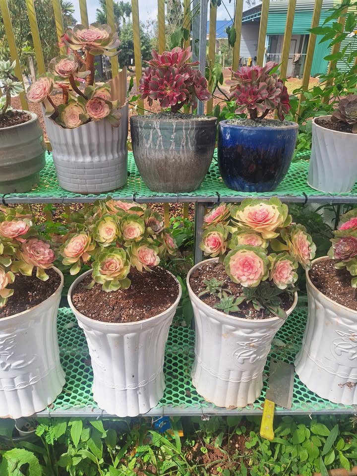 Đất nền Đức Mạnh, Đắk Mil 800m² giá 920 triệu - Sổ đỏ chính chủ, đầu tư sinh lời!