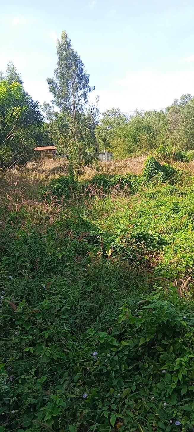 Farm 2000m² Long Mỹ giá 1 triệu - Cho thuê ngay với tiện nghi đầy đủ!