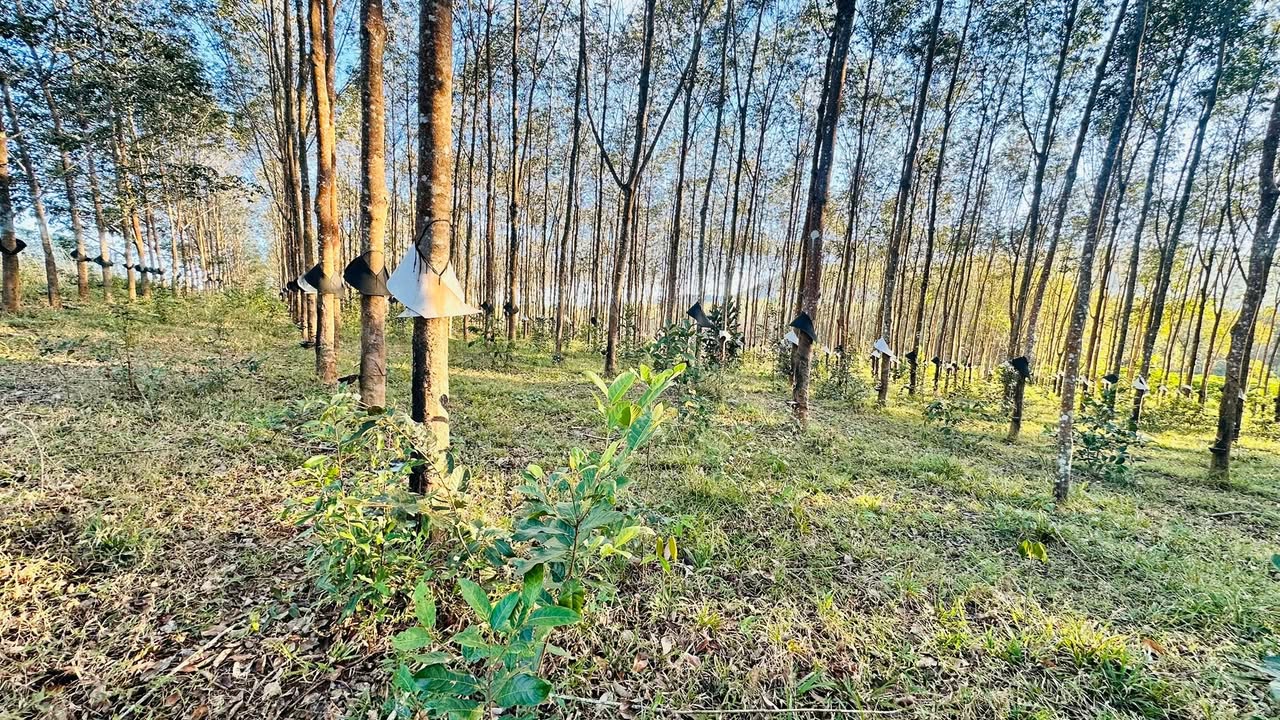 Farm bán gấp tại xã Đăk Nông, Ngọc Hồi, 30.000m² - Đầu tư sinh lời ngay!