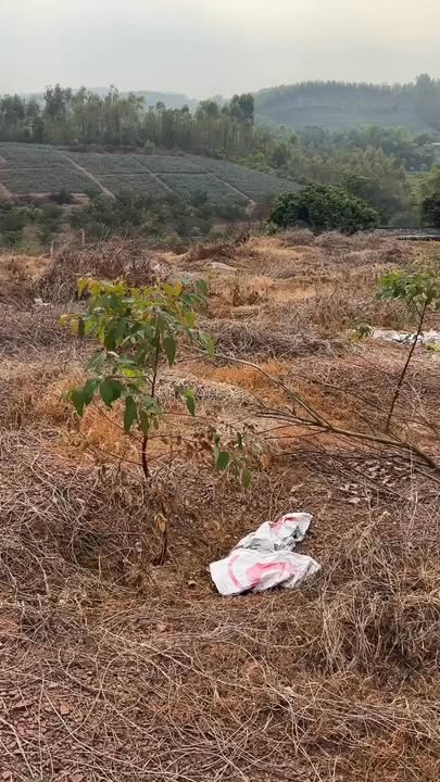 Đất rừng Hương Sơn Bắc Ninh 5ha - View triệu đô, cơ hội đầu tư hấp dẫn!