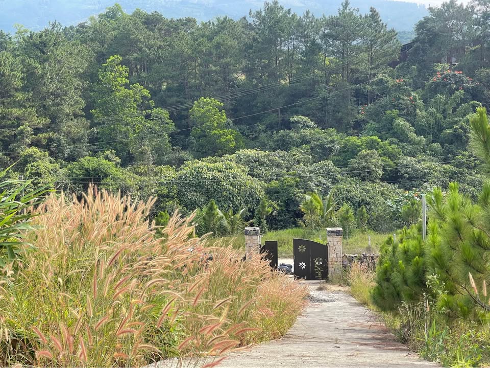 Đất nghỉ dưỡng B'lao Sire Bảo Lộc 1829m² giá 2.3 tỷ - View rừng thông tuyệt đẹp!