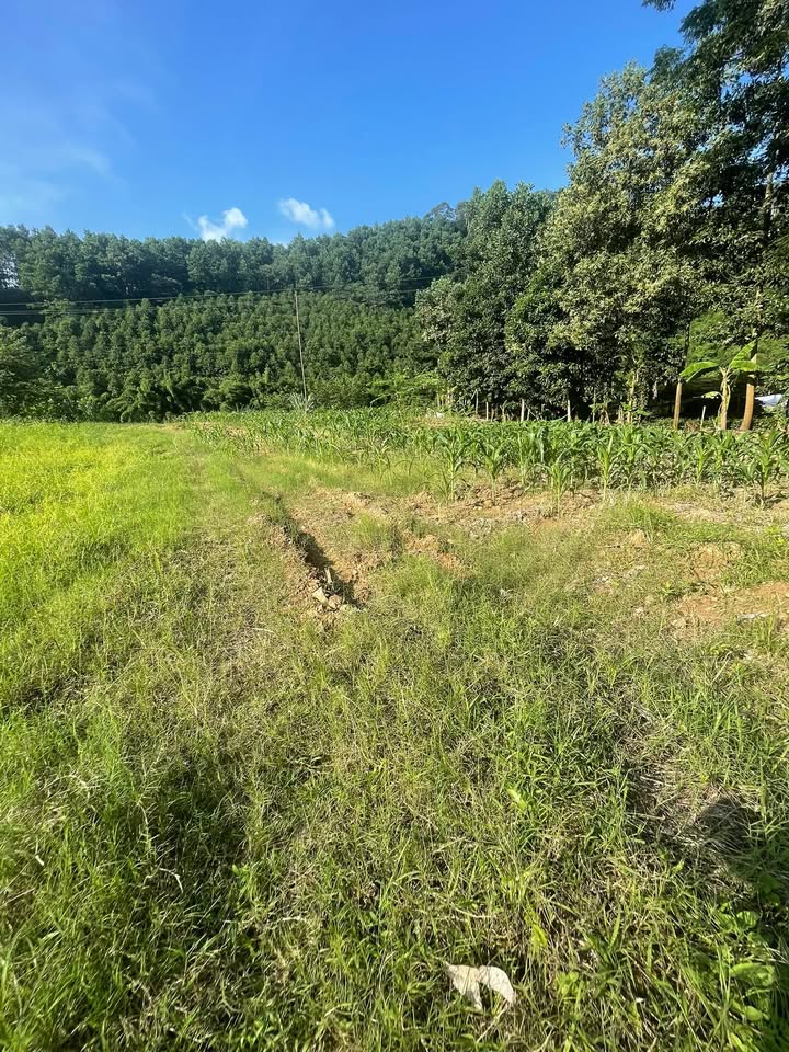 Đất nền Bạch Thông Bắc Kạn 2043m² - Cơ hội đầu tư hấp dẫn!