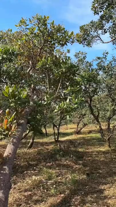 Đất nền xã Bình Minh 3.2ha giá 2.3 tỷ - Cơ hội đầu tư hiếm có!