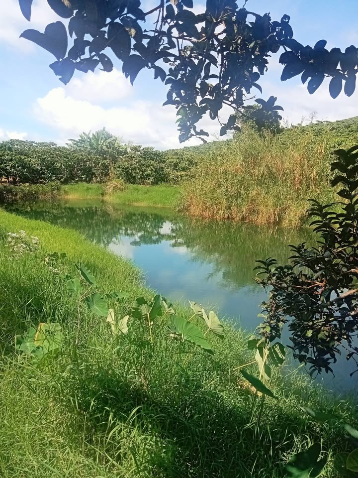 Đất nền đẹp 10.000m² tại xã Lộc Ngãi, Bảo Lâm - Giá chỉ 10 tỷ