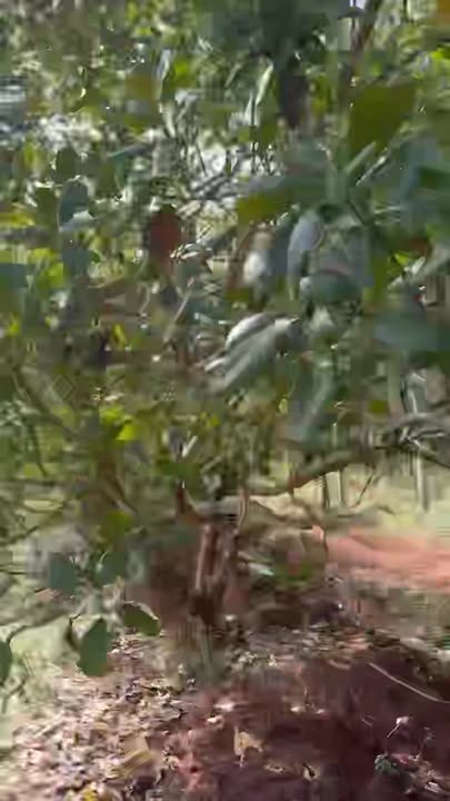 Đất vườn Phước Tân 16.000m² giá 2.5 tỷ - Tiềm năng đầu tư tuyệt vời!