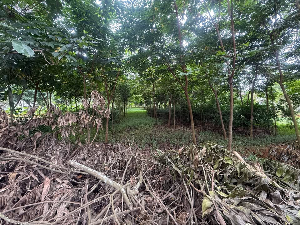 Đất thổ cư 148m² tại tổ 17, phường An Tường - Cách trung tâm chỉ 1km!