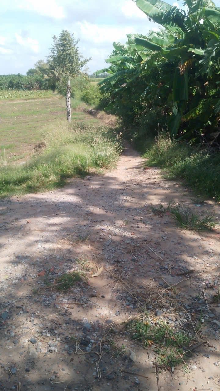 Đất ruộng ấp An Phú, xã Long Kiến 5287m² giá 1.269 tỷ - Đầu tư sinh lời ngay!