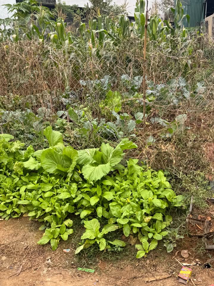 Đất nền ODT tại Quyết Thắng, Sơn La 92.5m² giá 1.7 tỷ - Vị trí đắc địa vừa ở vừa kinh doanh