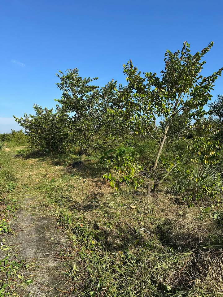 Đất lúa 2,4 công tại Phú Ngãi Trị, Châu Thành - Chỉ 295 triệu, pháp lý rõ ràng!