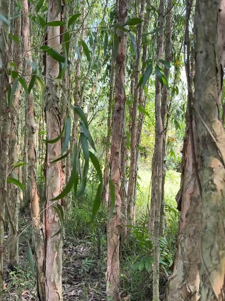 Đất vườn Hiệp Hưng Phụng Hiệp 11.400m² giá 1.2 tỷ - Cơ hội đầu tư hấp dẫn!