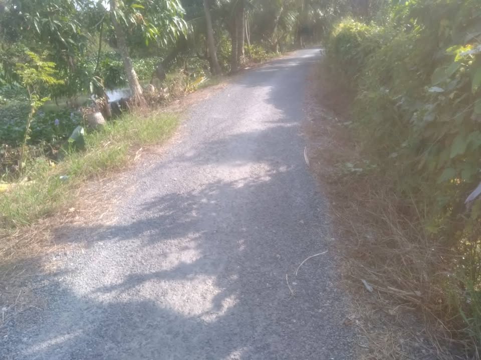 Farm 15 công đất Tân An Thạnh, Bình Tân, Vĩnh Long - Đang trồng sầu riêng, giá thỏa thuận hấp dẫn!