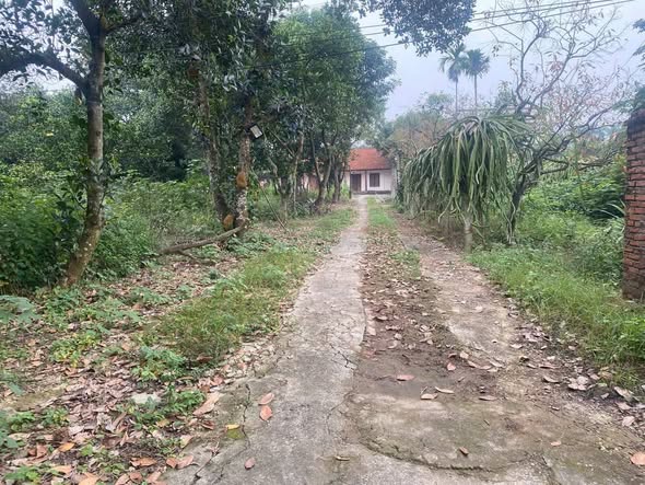 Đất thổ cư 300m² khu 8 – Chu Hóa – Việt Trì giá chỉ 6 triệu/m² - Cơ hội đầu tư hiếm có!